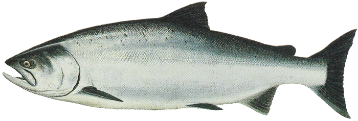 salmon-pic